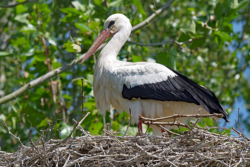Le domaine des oiseaux ! - Cigogne blanche