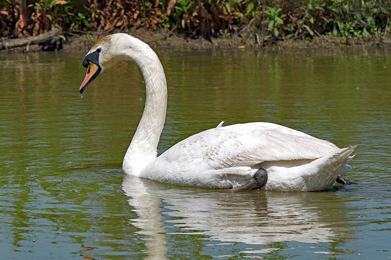 Le domaine des oiseaux ! - Cygne