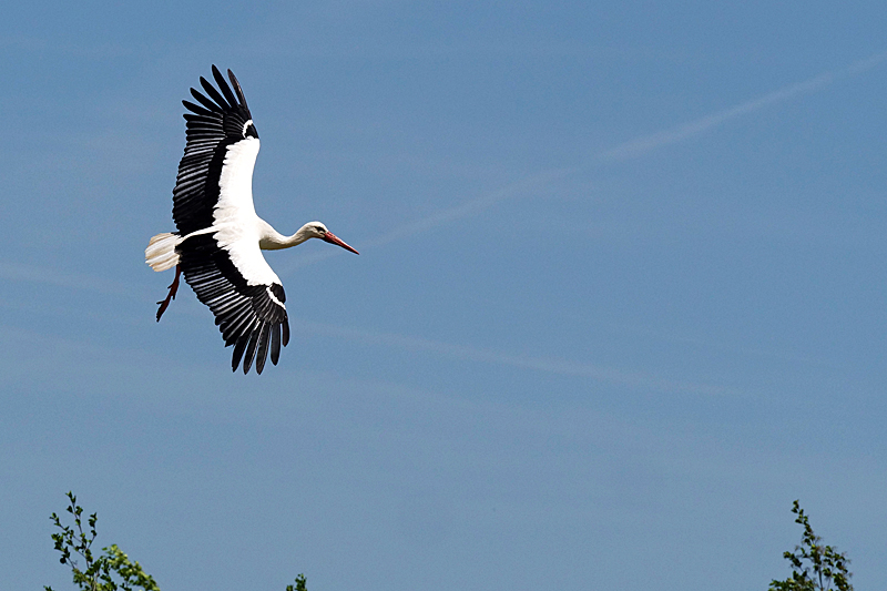 Le domaine des oiseaux ! - Cigogne blanche