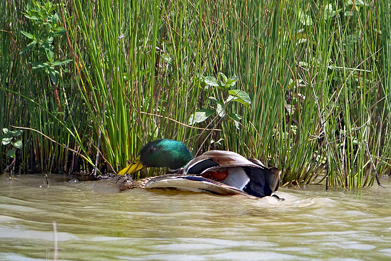 Le domaine des oiseaux ! - Mr & mme canard colvert en plein accouplement (il l a maintenu sous l eau pendant qu il lui montait dessus)