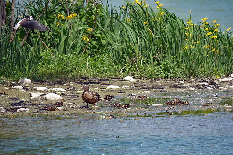 Le domaine des oiseaux ! - Echasse blanche chassant Mme canard colvert & ses canetons