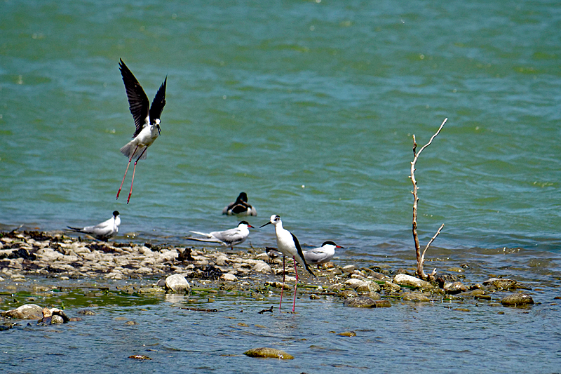 Le domaine des oiseaux ! - Echasses blanches & sternes pierregarins