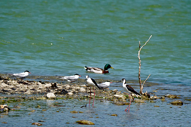 Le domaine des oiseaux ! - Echasses blanches, sternes pierregarins & canard colvert