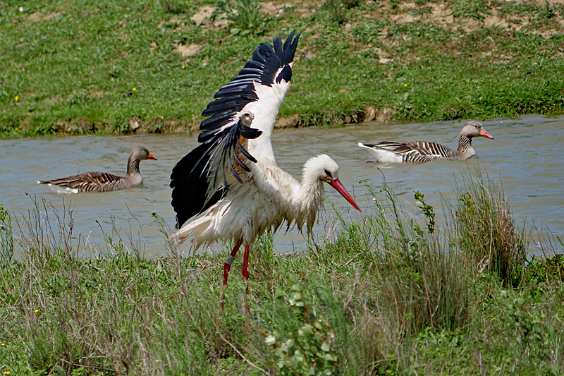 Le domaine des oiseaux ! - Cigogne blanche & oies cendrées