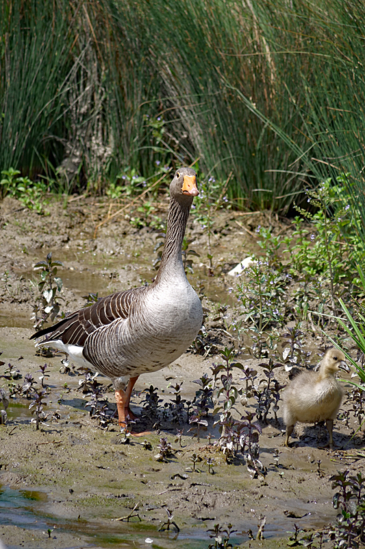 Le domaine des oiseaux ! - Oie cendrée & son oison