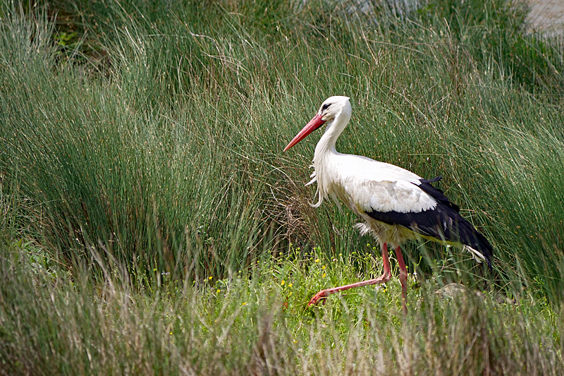 Le domaine des oiseaux ! - Cigogne blanche