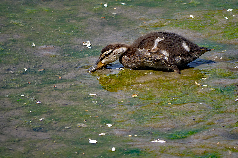 Le domaine des oiseaux ! - Caneton de canard colvert