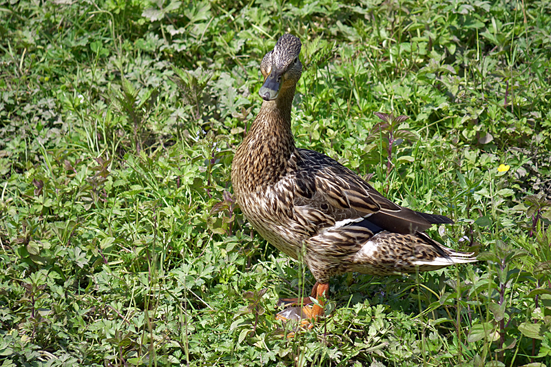 Le domaine des oiseaux ! - Mme canard colvert