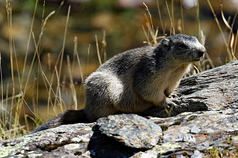 La vallée d Orlu - Marmotte