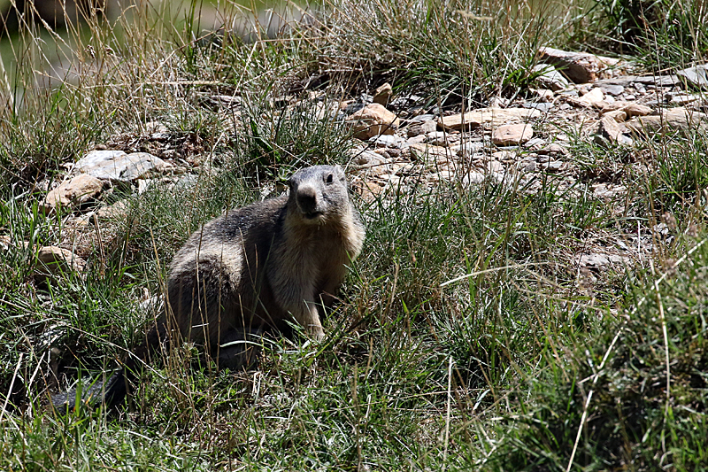 La vallée d Orlu - Marmotte