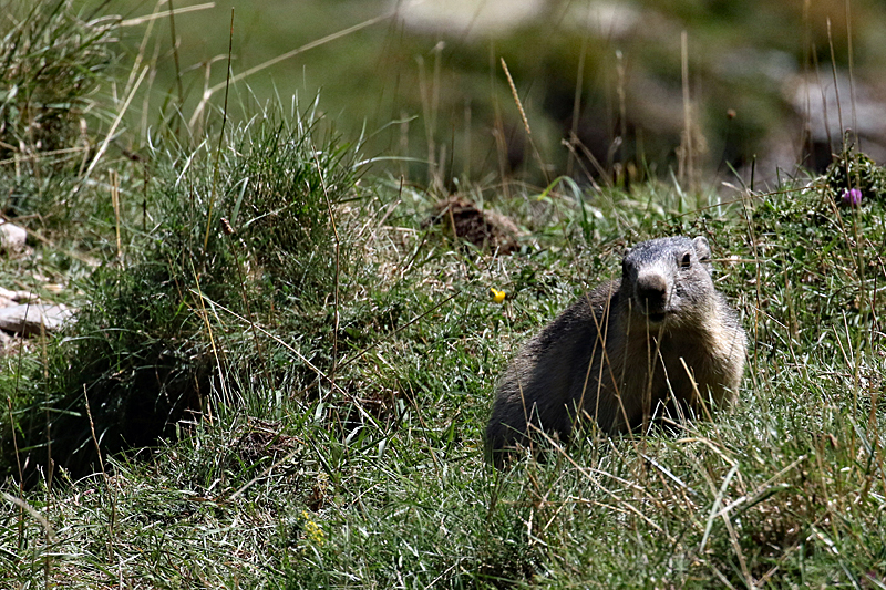 La vallée d Orlu - Marmotte