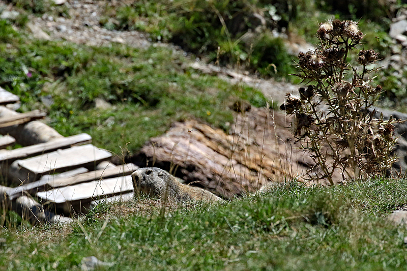 La vallée d Orlu - Marmotte
