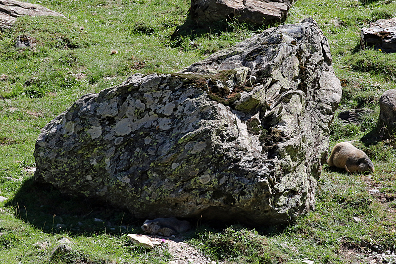 La vallée d Orlu - Marmottes