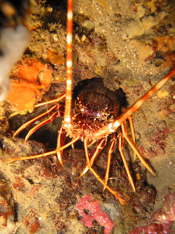 Llança - Langouste