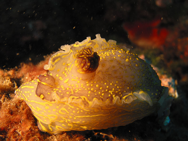 Llança - Doris Géante