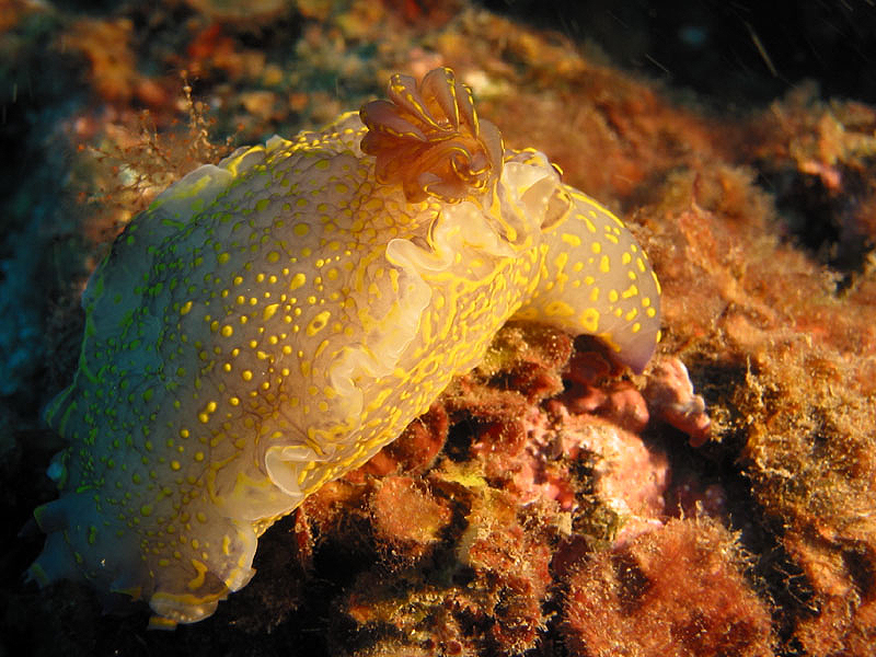 Llança - Doris Géante