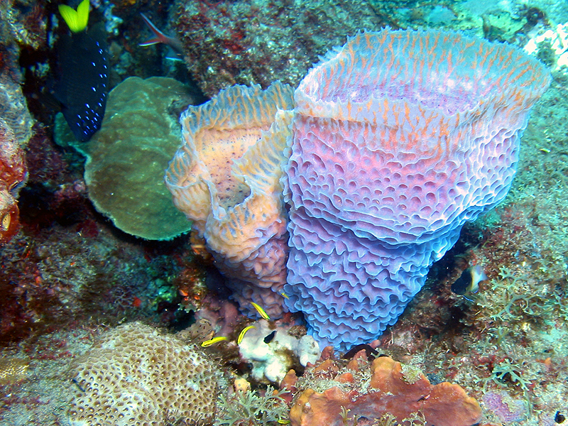 Caye Maréchale