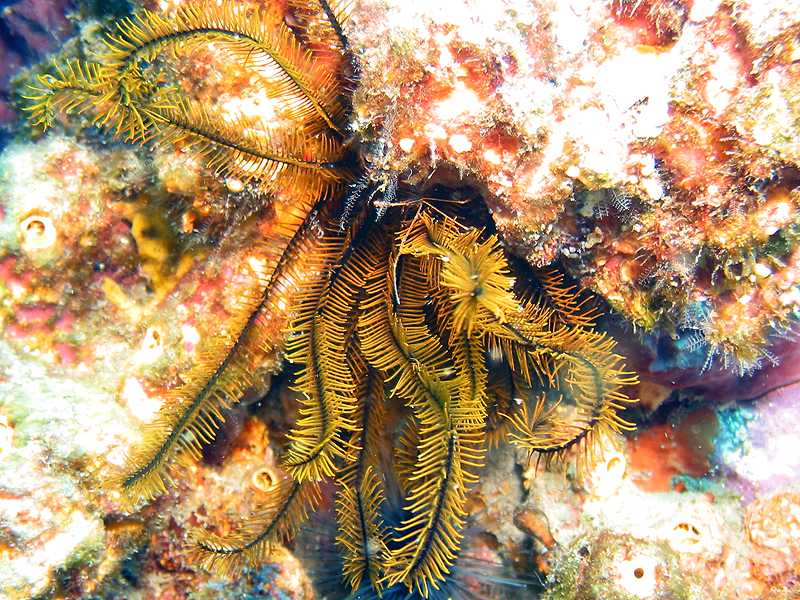 Caye Maréchale