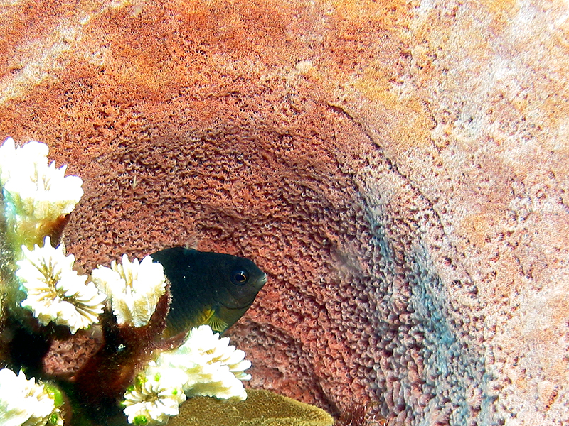 Caye Maréchale