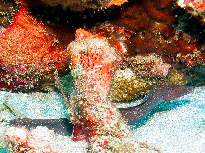 Caye Maréchale