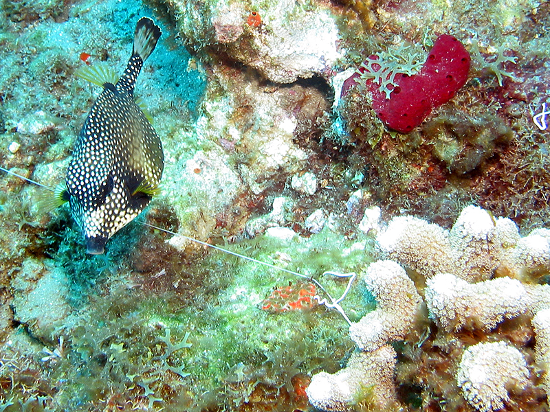 Caye Maréchale