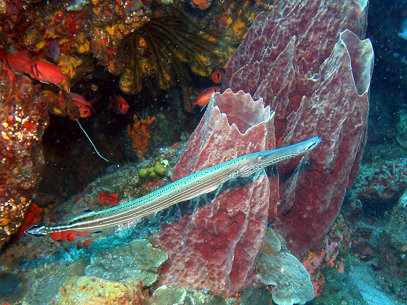 Caye Maréchale