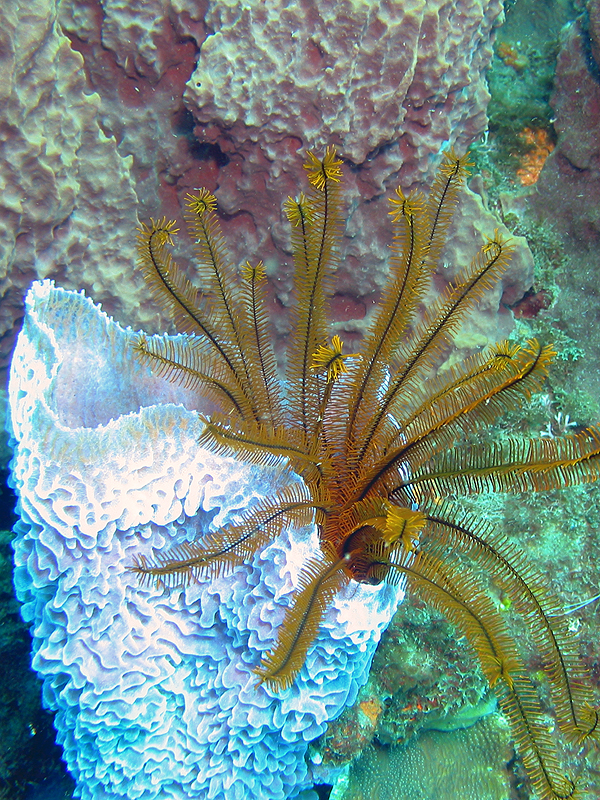 Caye Maréchale