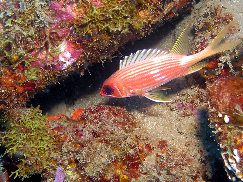 Pointe Lamare