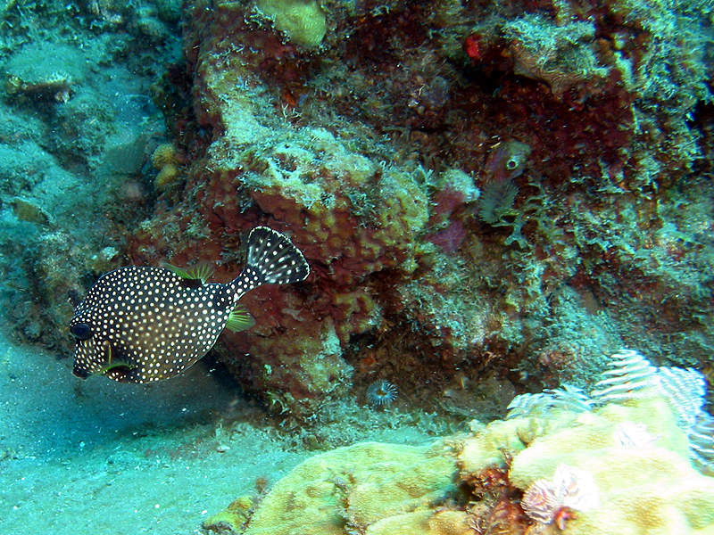 Pointe Lamare