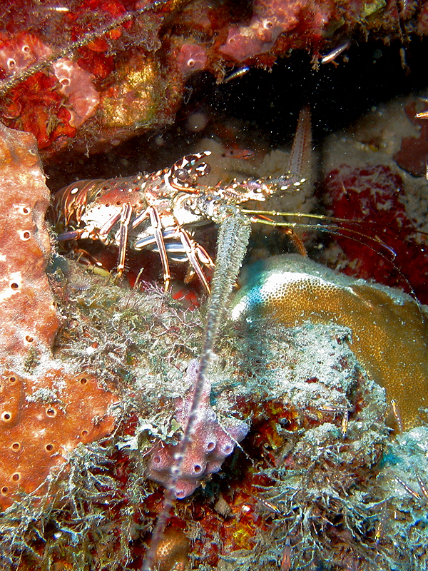 Canyons de Babody