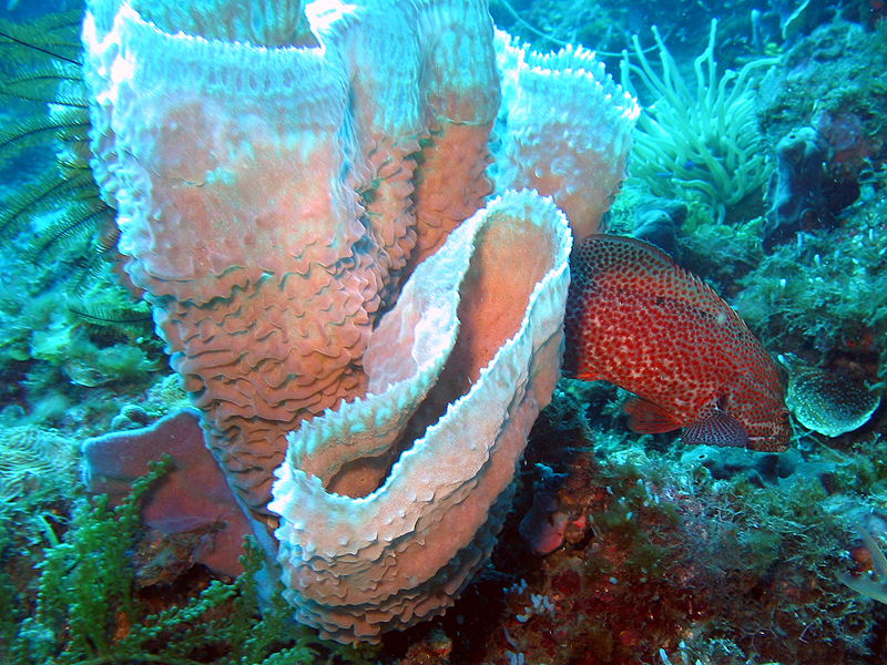 Canyons de Babody
