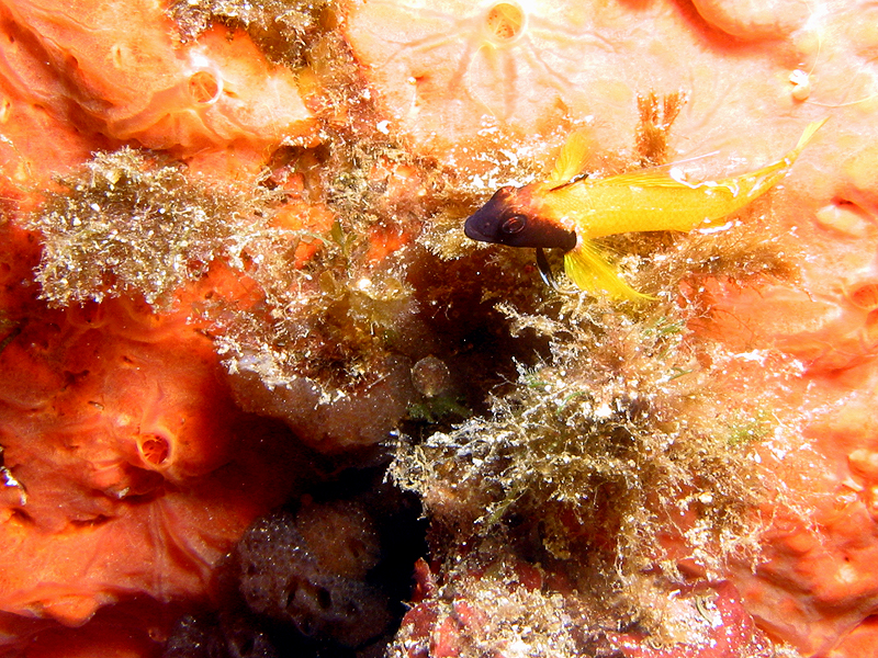 Giens - photo n° 57