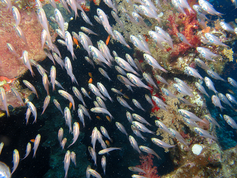 Plongée n° 5