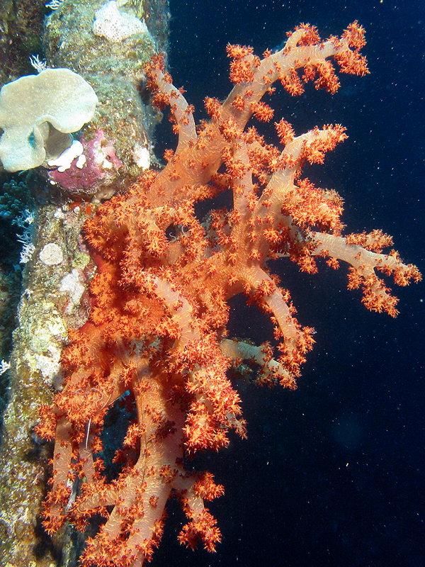 Plongée n° 5