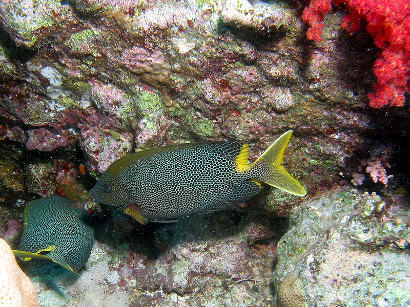 Plongée n° 6