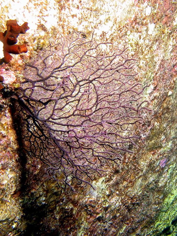 Plongée n° 6
