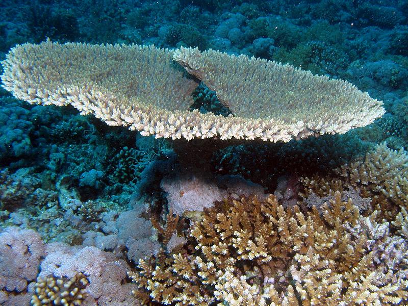 Plongée n° 6