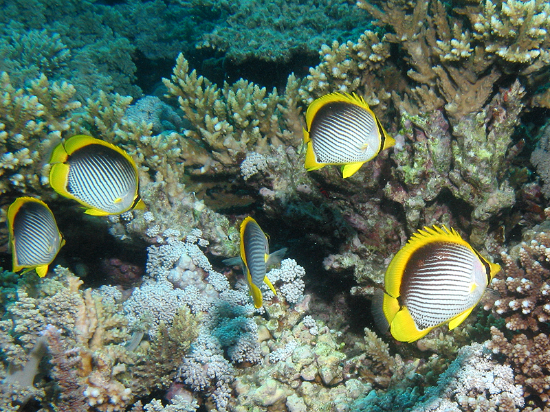 Plongée n° 6