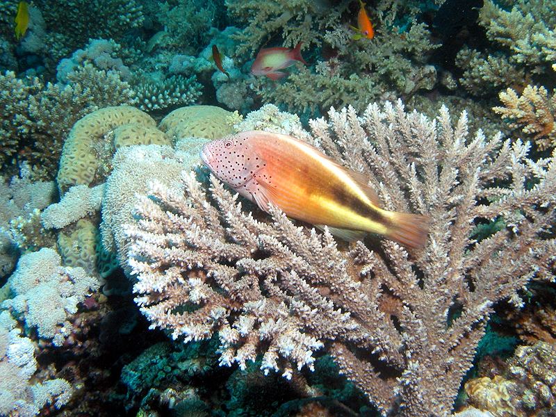 Plongée n° 6