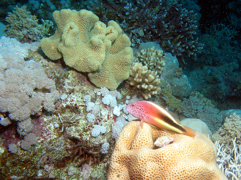 Plongée n° 6