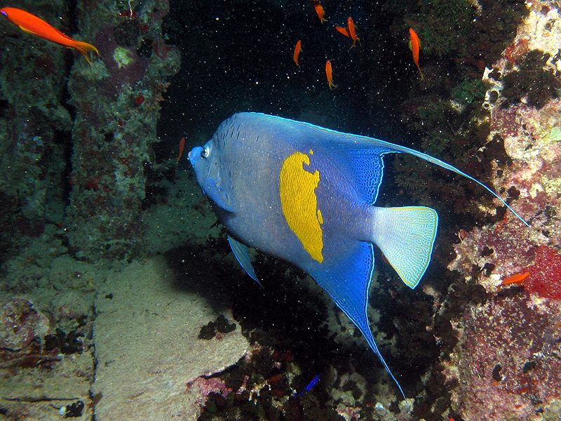Plongée n° 7
