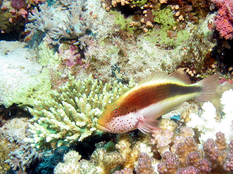 Plongée n° 11