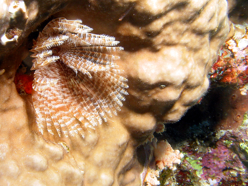Plongée n° 11