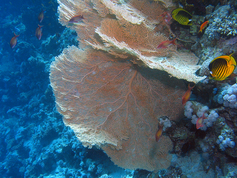 Plongée n° 11