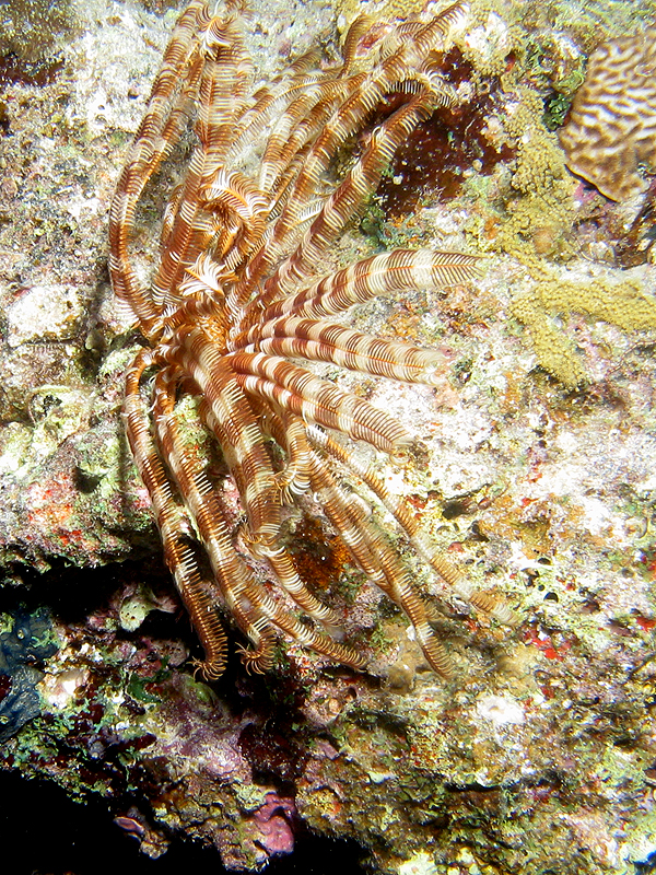 Plongée n° 12