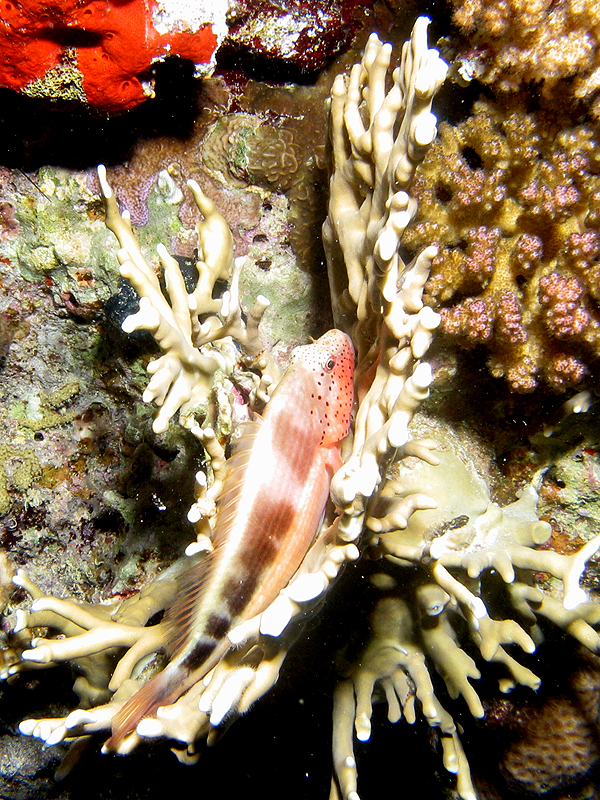 Plongée n° 12