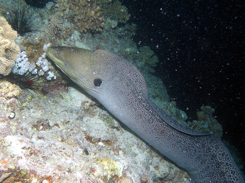 Plongée n° 12