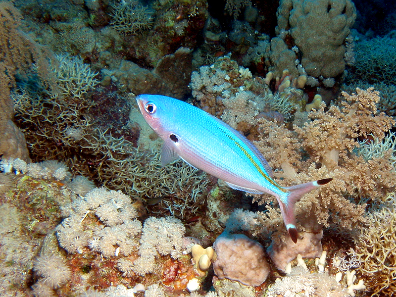 Plongée n° 13
