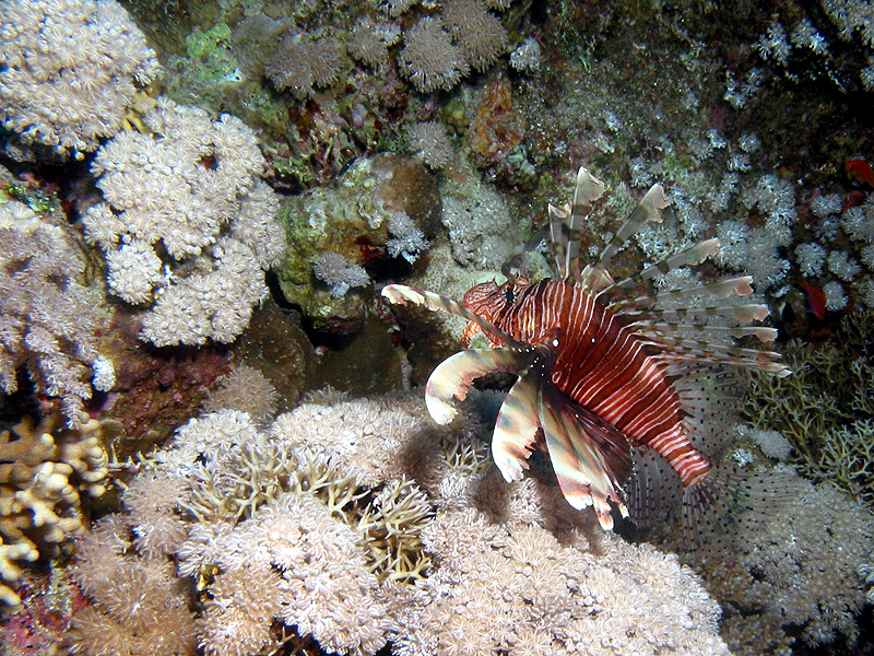 Plongée n° 13