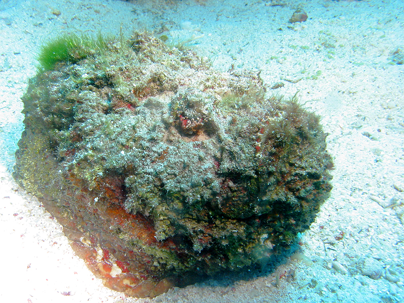 Plongée n° 14